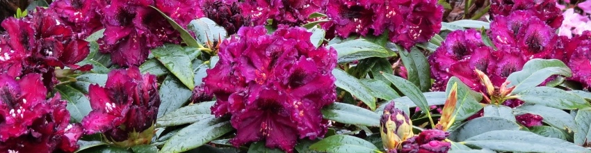 Rhod hybridum banner